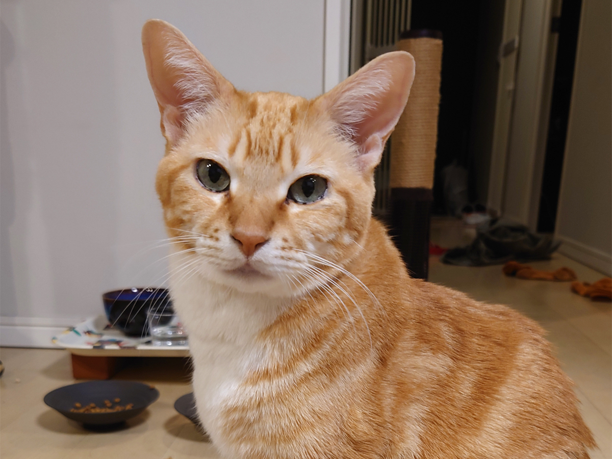 チャーリーの腎臓病 2026冬